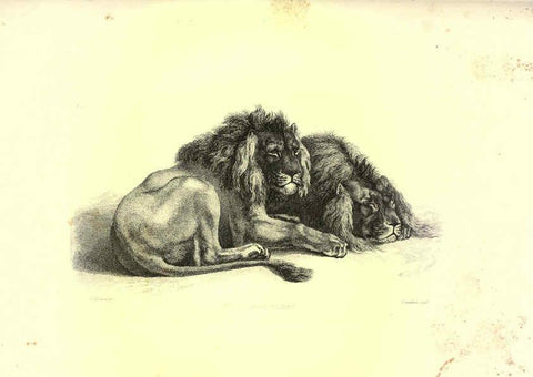 Reproducción/Reproduction 6305526877: Engravings of lions, tigers, panthers, leopards, dogs, &c. London,H.G. Bohn,1853