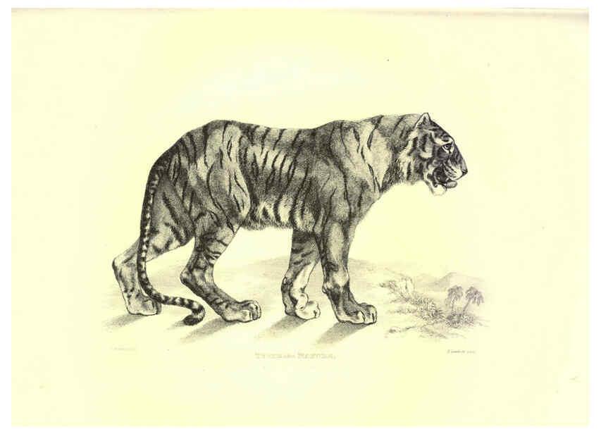 Reproducción/Reproduction 6305527077: Engravings of lions, tigers, panthers, leopards, dogs, &c. London,H.G. Bohn,1853