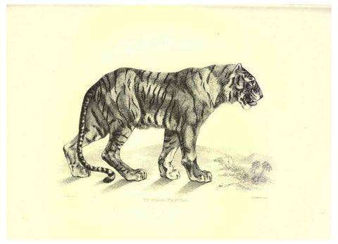 Reproducción/Reproduction 6305527077: Engravings of lions, tigers, panthers, leopards, dogs, &c. London,H.G. Bohn,1853