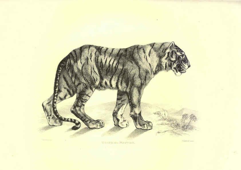 Reproducción/Reproduction 6305527077: Engravings of lions, tigers, panthers, leopards, dogs, &c. London,H.G. Bohn,1853