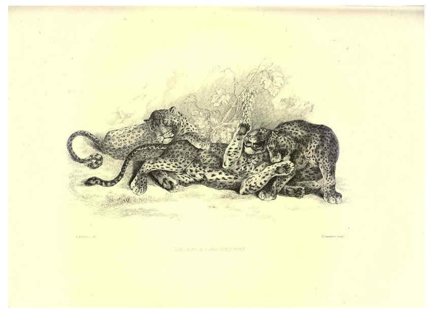 Reproducción/Reproduction 6305527325: Engravings of lions, tigers, panthers, leopards, dogs, &c. London,H.G. Bohn,1853
