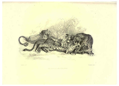 Reproducción/Reproduction 6305527325: Engravings of lions, tigers, panthers, leopards, dogs, &c. London,H.G. Bohn,1853