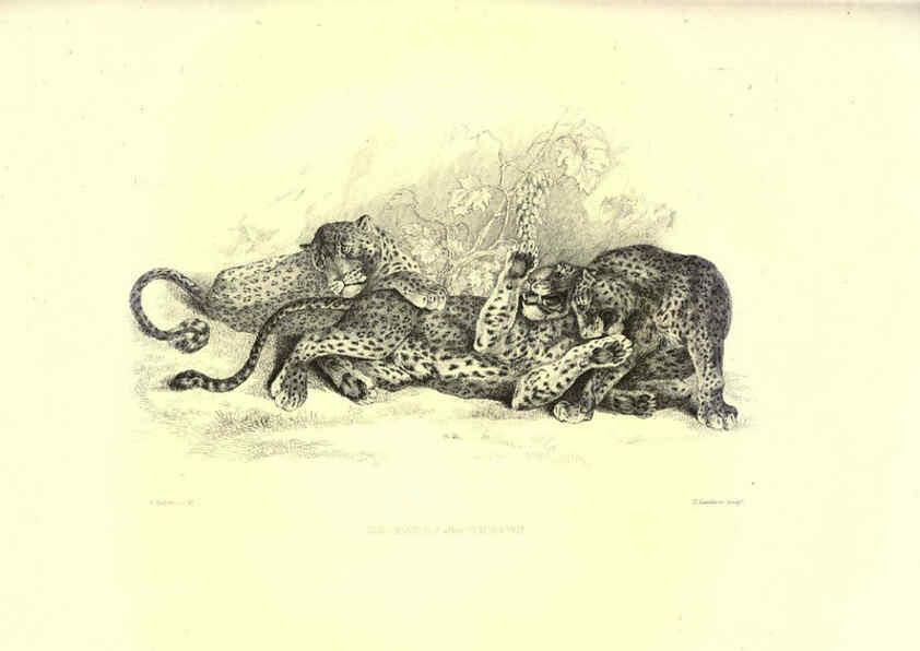 Reproducción/Reproduction 6305527325: Engravings of lions, tigers, panthers, leopards, dogs, &c. London,H.G. Bohn,1853