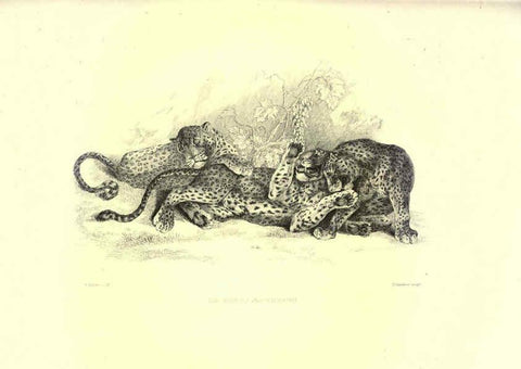 Reproducción/Reproduction 6305527325: Engravings of lions, tigers, panthers, leopards, dogs, &c. London,H.G. Bohn,1853
