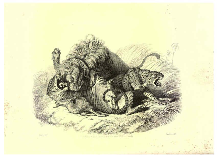 Reproducción/Reproduction 6306050574: Engravings of lions, tigers, panthers, leopards, dogs, &c. London,H.G. Bohn,1853