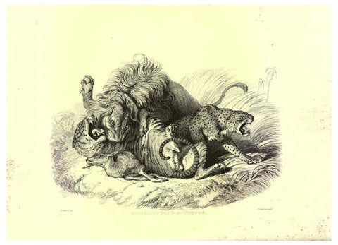 Reproducción/Reproduction 6306050574: Engravings of lions, tigers, panthers, leopards, dogs, &c. London,H.G. Bohn,1853