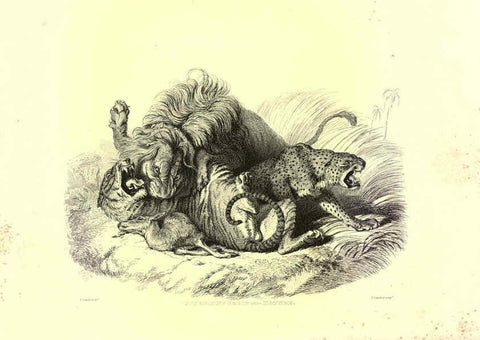Reproducción/Reproduction 6306050574: Engravings of lions, tigers, panthers, leopards, dogs, &c. London,H.G. Bohn,1853