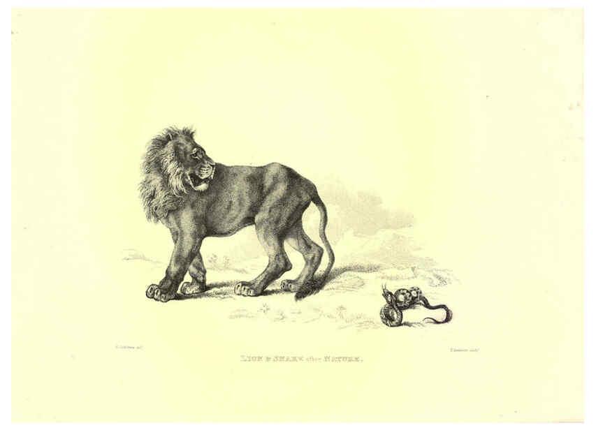 Reproducción/Reproduction 6305527647: Engravings of lions, tigers, panthers, leopards, dogs, &c. London,H.G. Bohn,1853