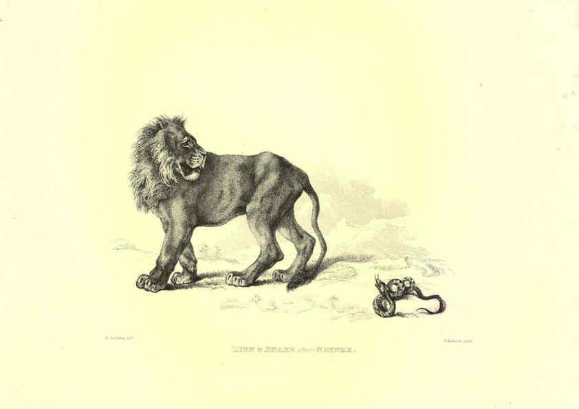 Reproducción/Reproduction 6305527647: Engravings of lions, tigers, panthers, leopards, dogs, &c. London,H.G. Bohn,1853