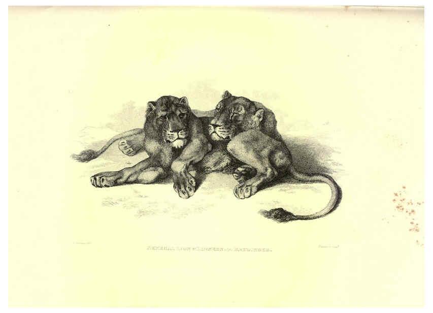Reproducción/Reproduction 6305527831: Engravings of lions, tigers, panthers, leopards, dogs, &c. London,H.G. Bohn,1853