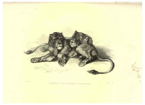 Reproducción/Reproduction 6305527831: Engravings of lions, tigers, panthers, leopards, dogs, &c. London,H.G. Bohn,1853