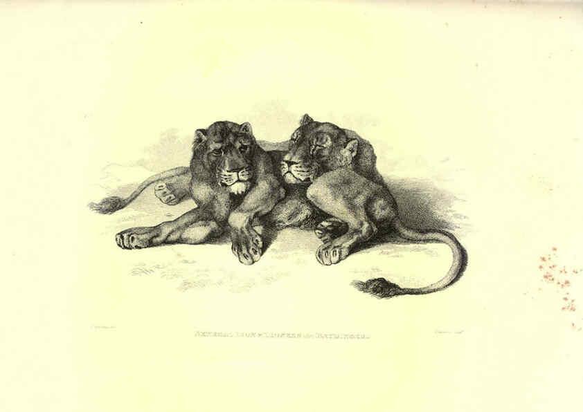 Reproducción/Reproduction 6305527831: Engravings of lions, tigers, panthers, leopards, dogs, &c. London,H.G. Bohn,1853