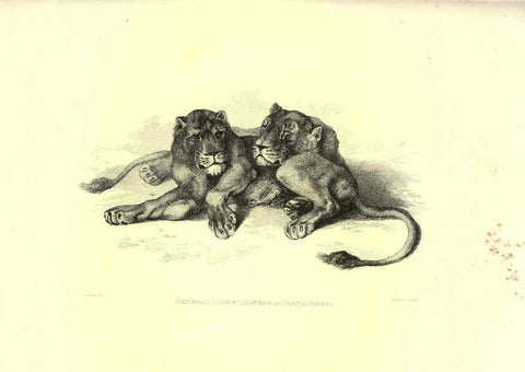 Reproducción/Reproduction 6305527831: Engravings of lions, tigers, panthers, leopards, dogs, &c. London,H.G. Bohn,1853