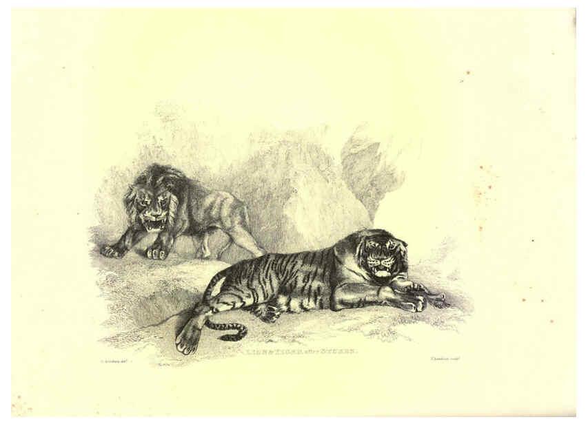 Reproducción/Reproduction 6306051050: Engravings of lions, tigers, panthers, leopards, dogs, &c. London,H.G. Bohn,1853