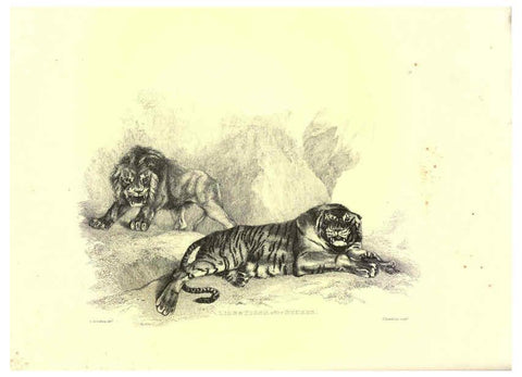 Reproducción/Reproduction 6306051050: Engravings of lions, tigers, panthers, leopards, dogs, &c. London,H.G. Bohn,1853