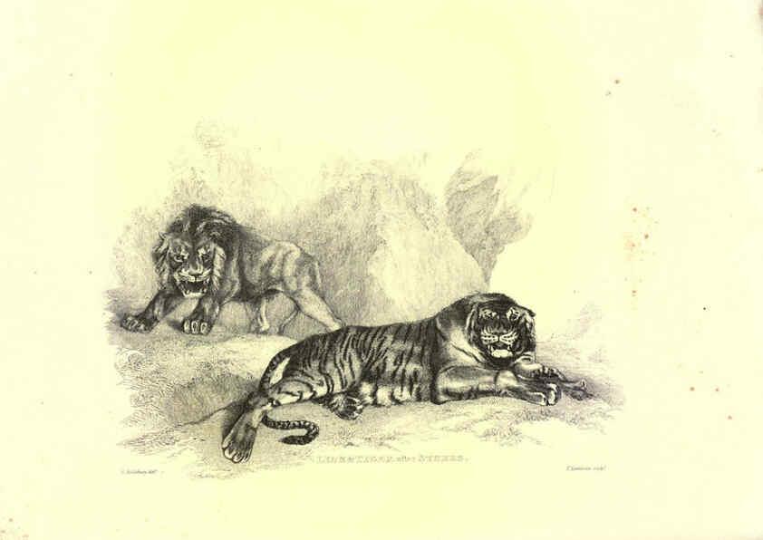 Reproducción/Reproduction 6306051050: Engravings of lions, tigers, panthers, leopards, dogs, &c. London,H.G. Bohn,1853