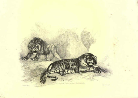 Reproducción/Reproduction 6306051050: Engravings of lions, tigers, panthers, leopards, dogs, &c. London,H.G. Bohn,1853