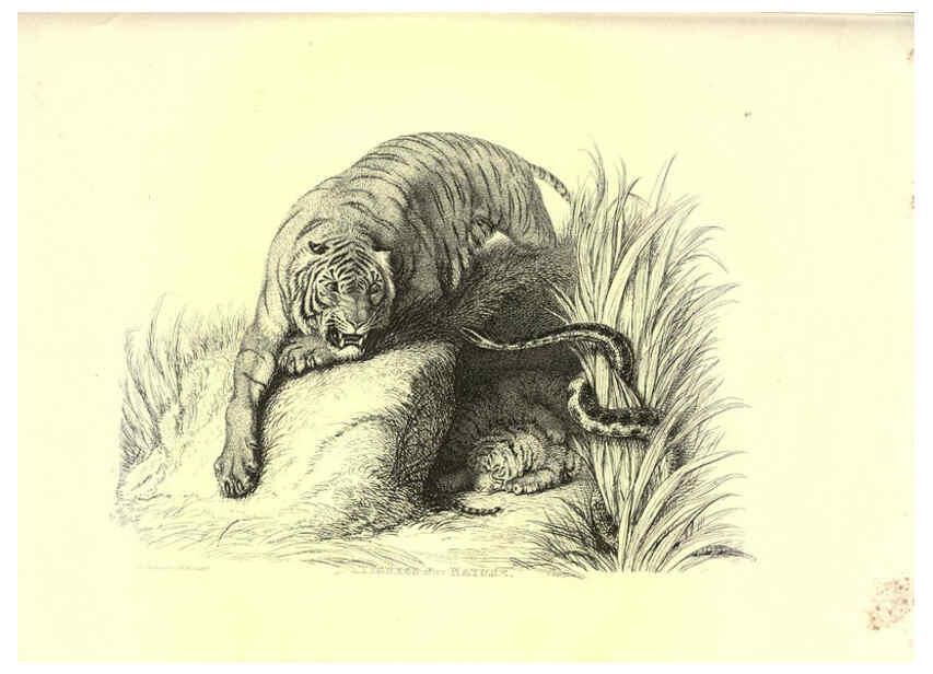 Reproducción/Reproduction 6306051228: Engravings of lions, tigers, panthers, leopards, dogs, &c. London,H.G. Bohn,1853