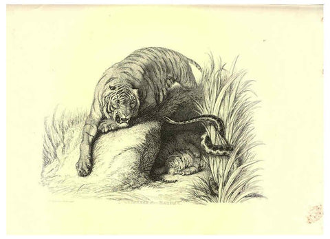 Reproducción/Reproduction 6306051228: Engravings of lions, tigers, panthers, leopards, dogs, &c. London,H.G. Bohn,1853