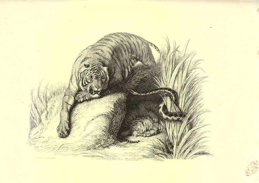 Reproducción/Reproduction 6306051228: Engravings of lions, tigers, panthers, leopards, dogs, &c. London,H.G. Bohn,1853
