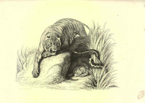 Reproducción/Reproduction 6306051228: Engravings of lions, tigers, panthers, leopards, dogs, &c. London,H.G. Bohn,1853