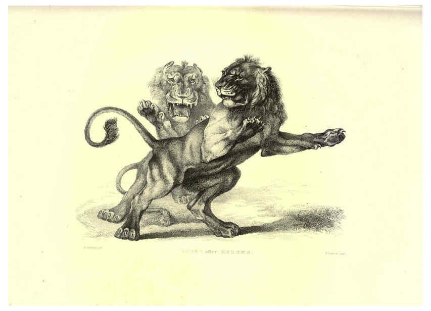 Reproducción/Reproduction 6306051378: Engravings of lions, tigers, panthers, leopards, dogs, &c. London,H.G. Bohn,1853