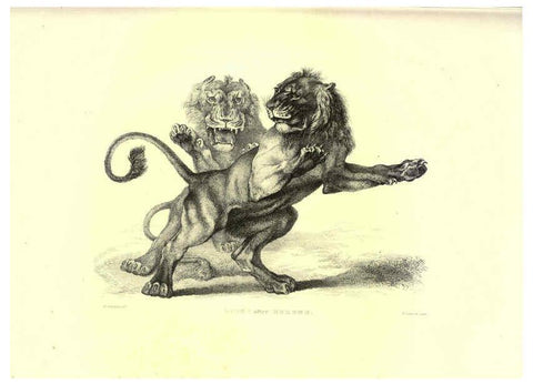 Reproducción/Reproduction 6306051378: Engravings of lions, tigers, panthers, leopards, dogs, &c. London,H.G. Bohn,1853