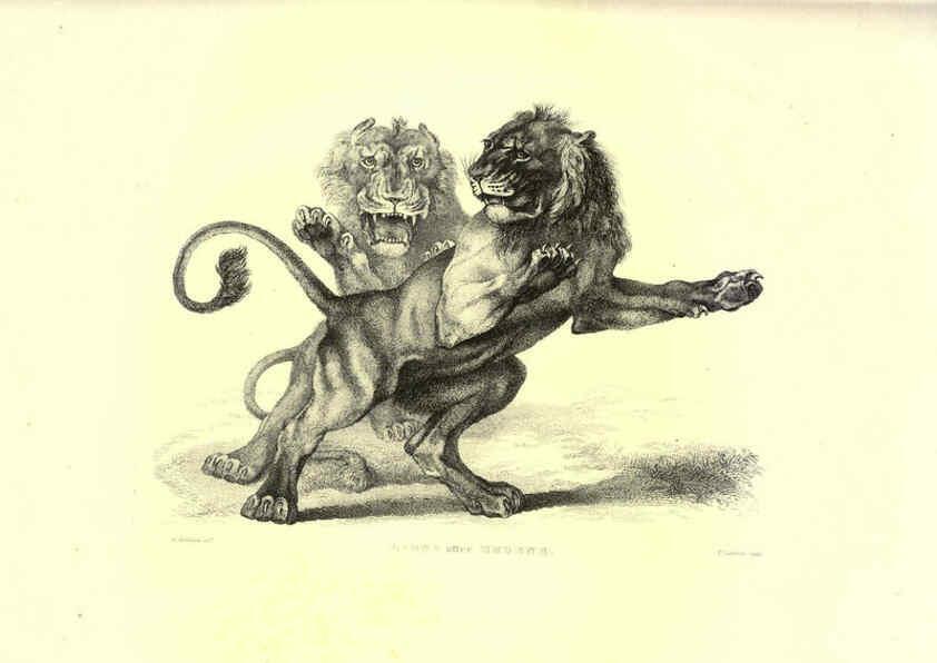 Reproducción/Reproduction 6306051378: Engravings of lions, tigers, panthers, leopards, dogs, &c. London,H.G. Bohn,1853