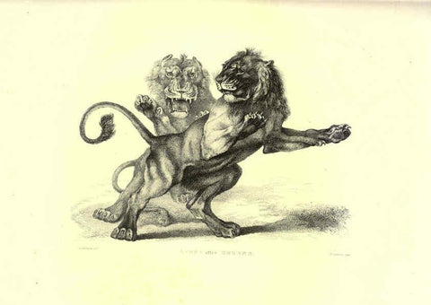 Reproducción/Reproduction 6306051378: Engravings of lions, tigers, panthers, leopards, dogs, &c. London,H.G. Bohn,1853