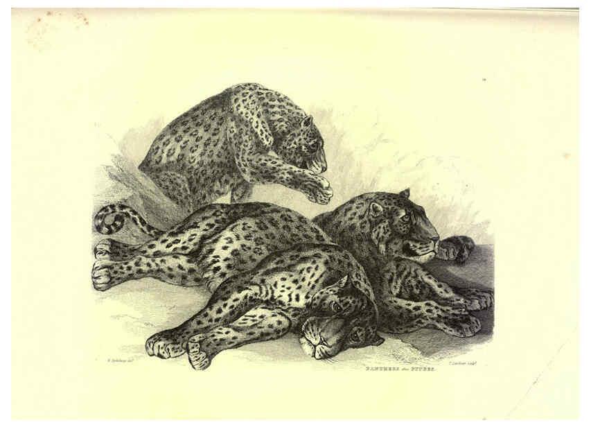 Reproducción/Reproduction 6306051560: Engravings of lions, tigers, panthers, leopards, dogs, &c. London,H.G. Bohn,1853