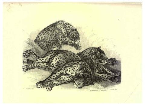 Reproducción/Reproduction 6306051560: Engravings of lions, tigers, panthers, leopards, dogs, &c. London,H.G. Bohn,1853