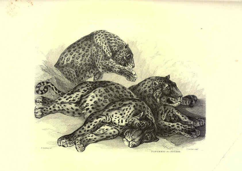 Reproducción/Reproduction 6306051560: Engravings of lions, tigers, panthers, leopards, dogs, &c. London,H.G. Bohn,1853