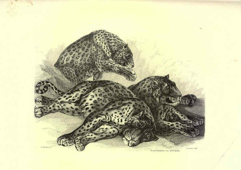 Reproducción/Reproduction 6306051560: Engravings of lions, tigers, panthers, leopards, dogs, &c. London,H.G. Bohn,1853
