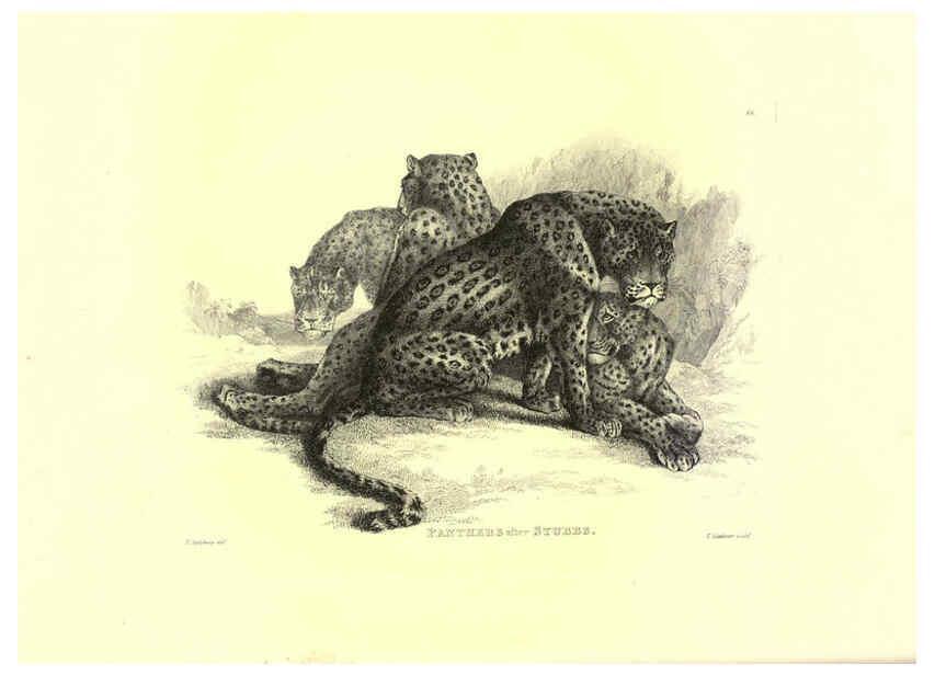Reproducción/Reproduction 6305528639: Engravings of lions, tigers, panthers, leopards, dogs, &c. London,H.G. Bohn,1853