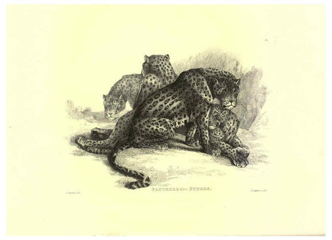 Reproducción/Reproduction 6305528639: Engravings of lions, tigers, panthers, leopards, dogs, &c. London,H.G. Bohn,1853