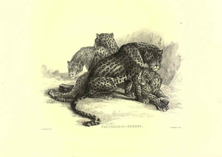 Reproducción/Reproduction 6305528639: Engravings of lions, tigers, panthers, leopards, dogs, &c. London,H.G. Bohn,1853