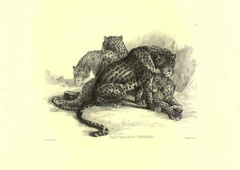 Reproducción/Reproduction 6305528639: Engravings of lions, tigers, panthers, leopards, dogs, &c. London,H.G. Bohn,1853