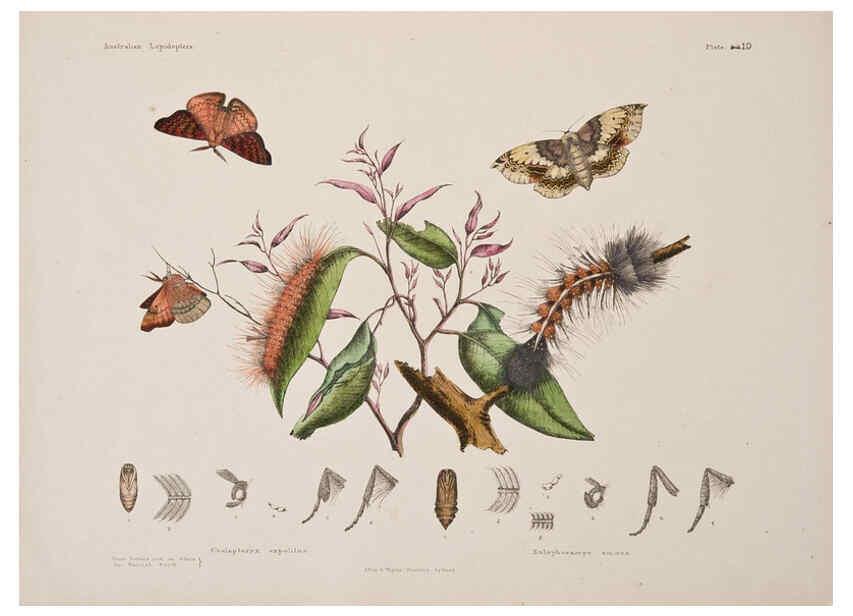 Reproducción/Reproduction 6305956088: Australian lepidoptera and their transformations, drawn from the life. v.2. London :John van Voorst,1864, 1890-1898