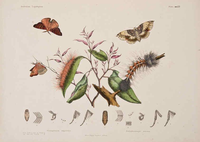 Reproducción/Reproduction 6305956088: Australian lepidoptera and their transformations, drawn from the life. v.2. London :John van Voorst,1864, 1890-1898