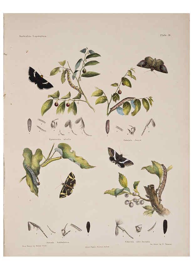 Reproducción/Reproduction 6305955880: Australian lepidoptera and their transformations, drawn from the life. v.2. London :John van Voorst,1864, 1890-1898
