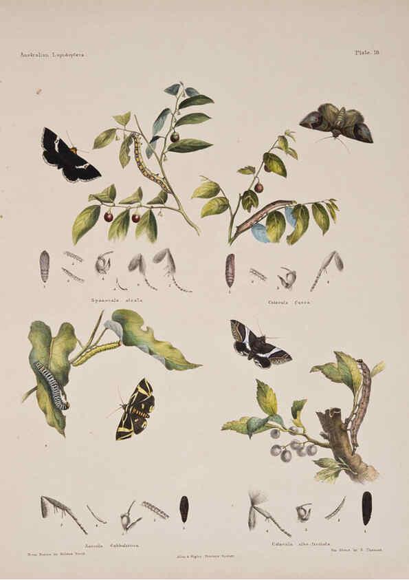 Reproducción/Reproduction 6305955880: Australian lepidoptera and their transformations, drawn from the life. v.2. London :John van Voorst,1864, 1890-1898
