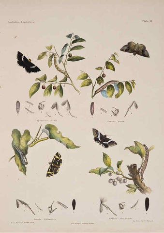 Reproducción/Reproduction 6305955880: Australian lepidoptera and their transformations, drawn from the life. v.2. London :John van Voorst,1864, 1890-1898