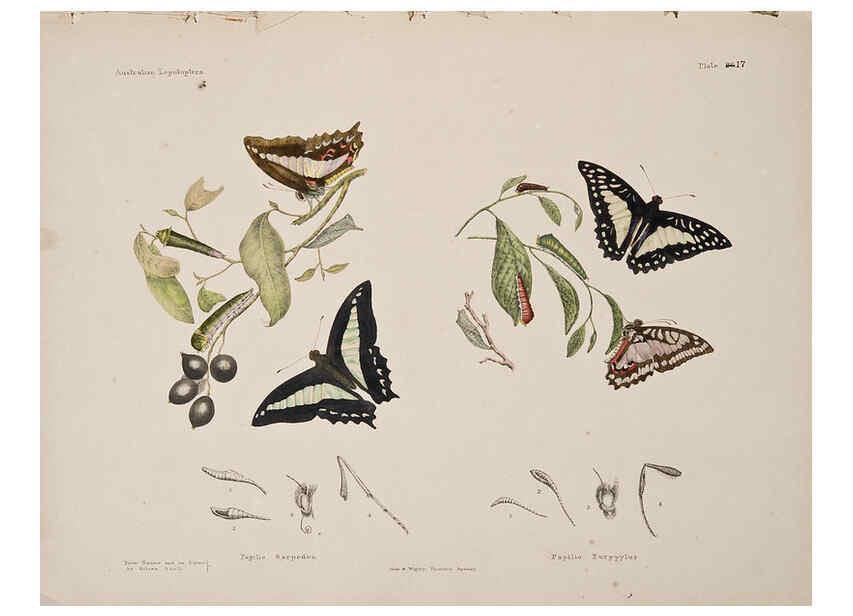 Reproducción/Reproduction 6305955700: Australian lepidoptera and their transformations, drawn from the life. v.2. London :John van Voorst,1864, 1890-1898