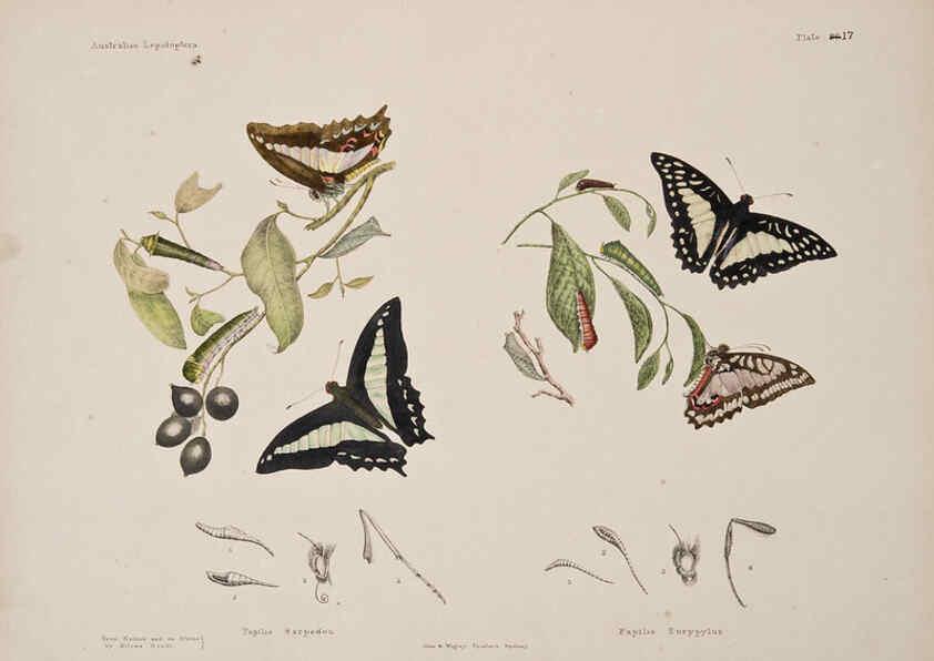 Reproducción/Reproduction 6305955700: Australian lepidoptera and their transformations, drawn from the life. v.2. London :John van Voorst,1864, 1890-1898
