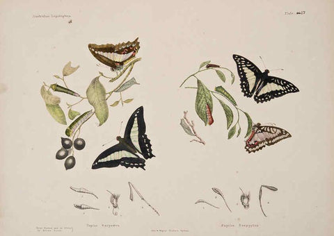 Reproducción/Reproduction 6305955700: Australian lepidoptera and their transformations, drawn from the life. v.2. London :John van Voorst,1864, 1890-1898