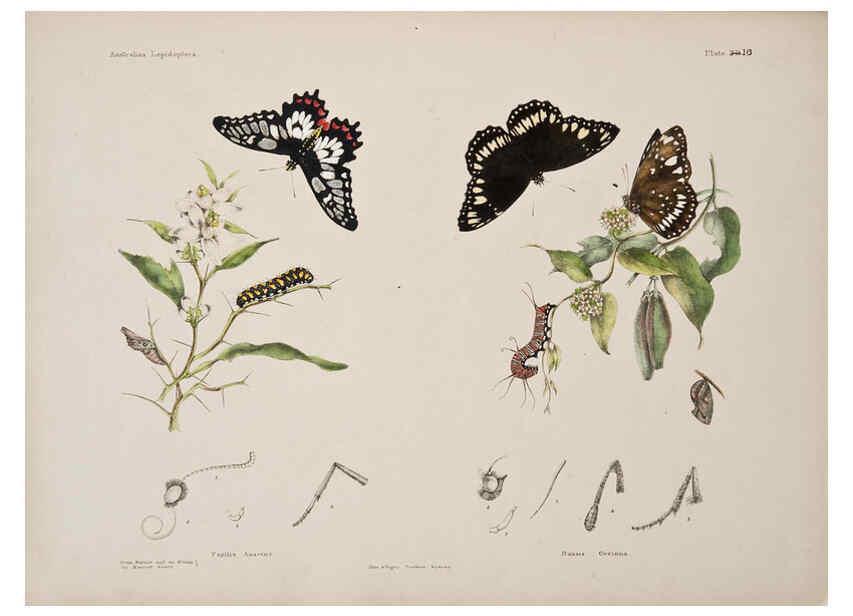 Reproducción/Reproduction 6305955518: Australian lepidoptera and their transformations, drawn from the life. v.2. London :John van Voorst,1864, 1890-1898