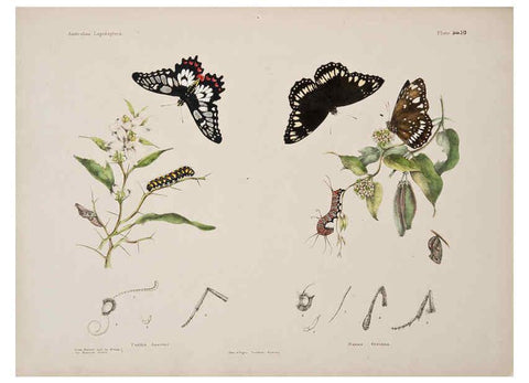 Reproducción/Reproduction 6305955518: Australian lepidoptera and their transformations, drawn from the life. v.2. London :John van Voorst,1864, 1890-1898