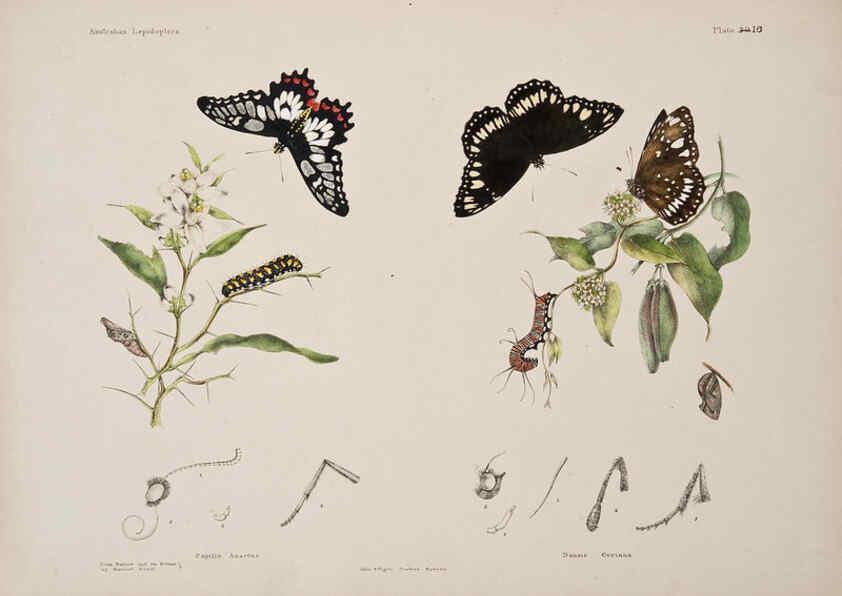 Reproducción/Reproduction 6305955518: Australian lepidoptera and their transformations, drawn from the life. v.2. London :John van Voorst,1864, 1890-1898