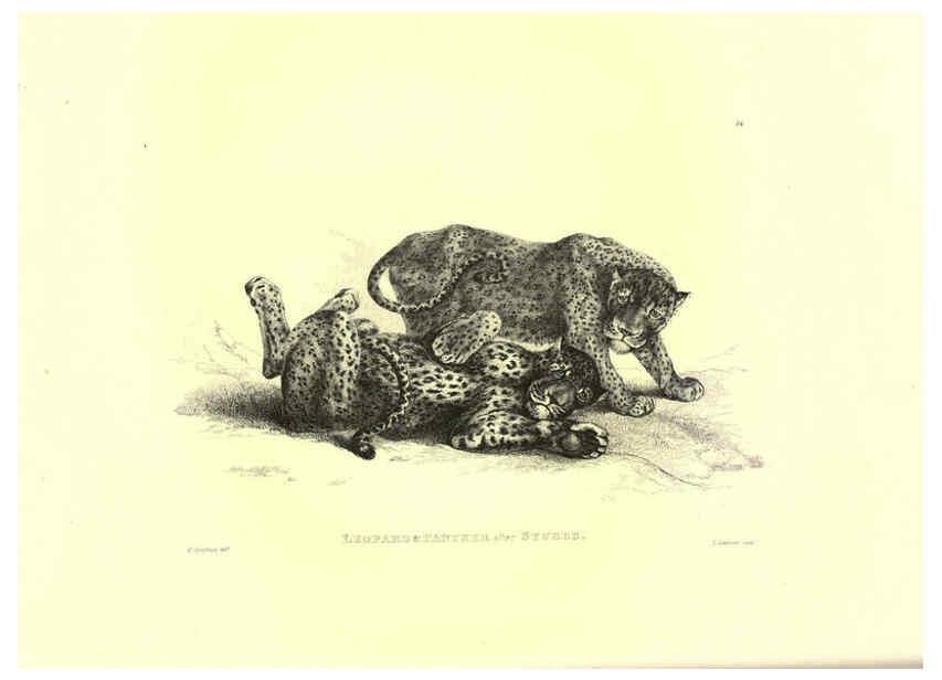 Reproducción/Reproduction 6306051884: Engravings of lions, tigers, panthers, leopards, dogs, &c. London,H.G. Bohn,1853