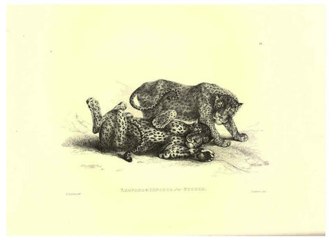 Reproducción/Reproduction 6306051884: Engravings of lions, tigers, panthers, leopards, dogs, &c. London,H.G. Bohn,1853